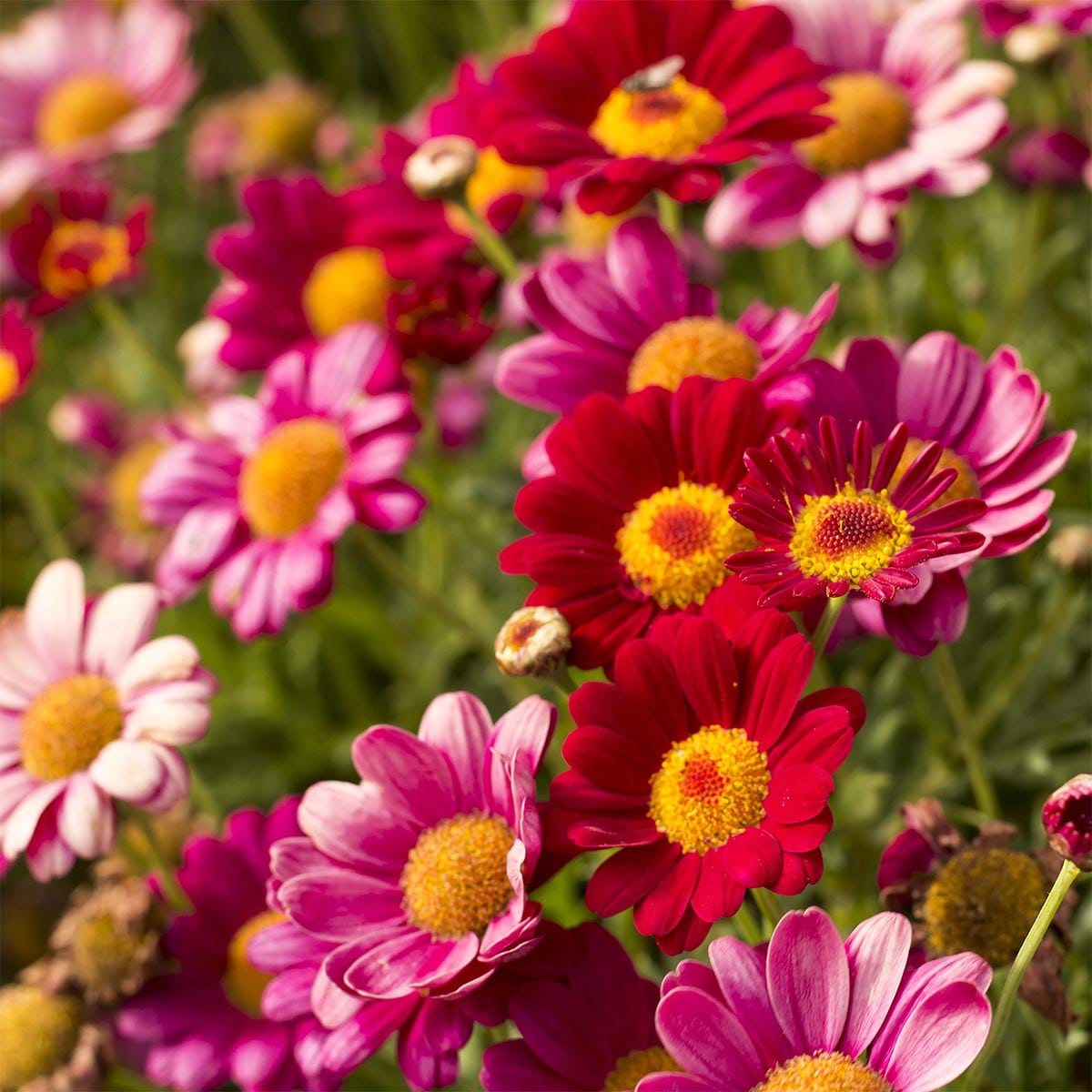 Fototapet Flori 1