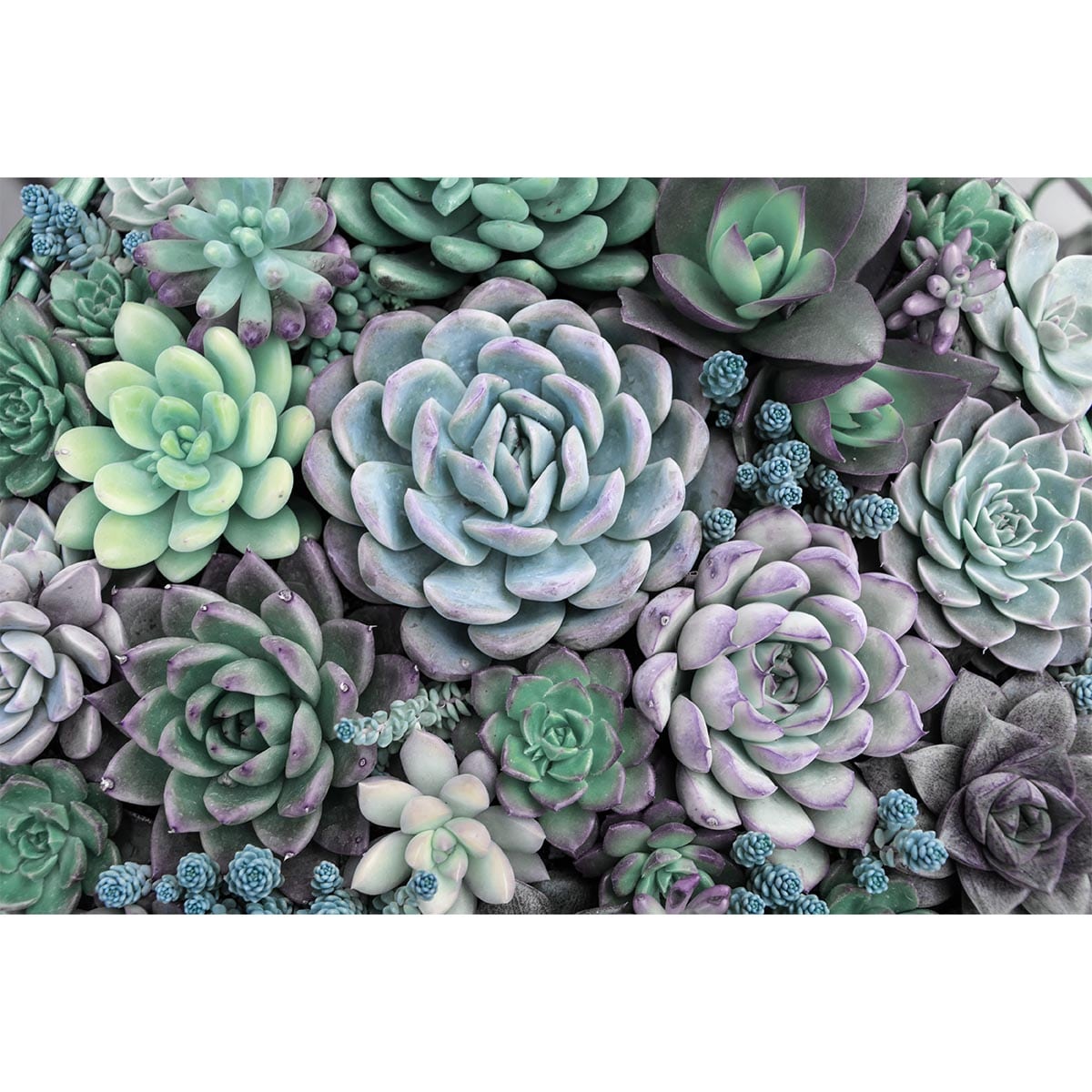 Fototapet Flori de piatra 1