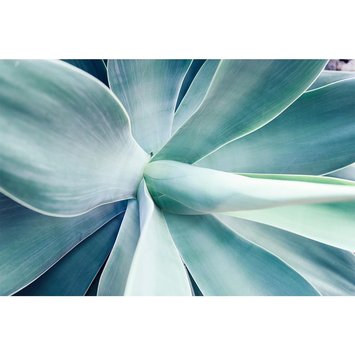 Fototapet Fresh Feel