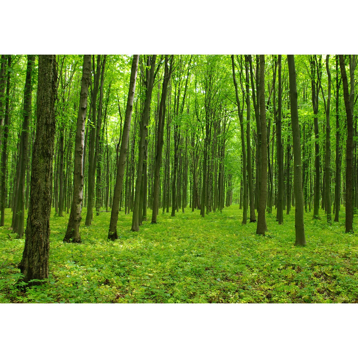 Fototapet Padure Verde 1
