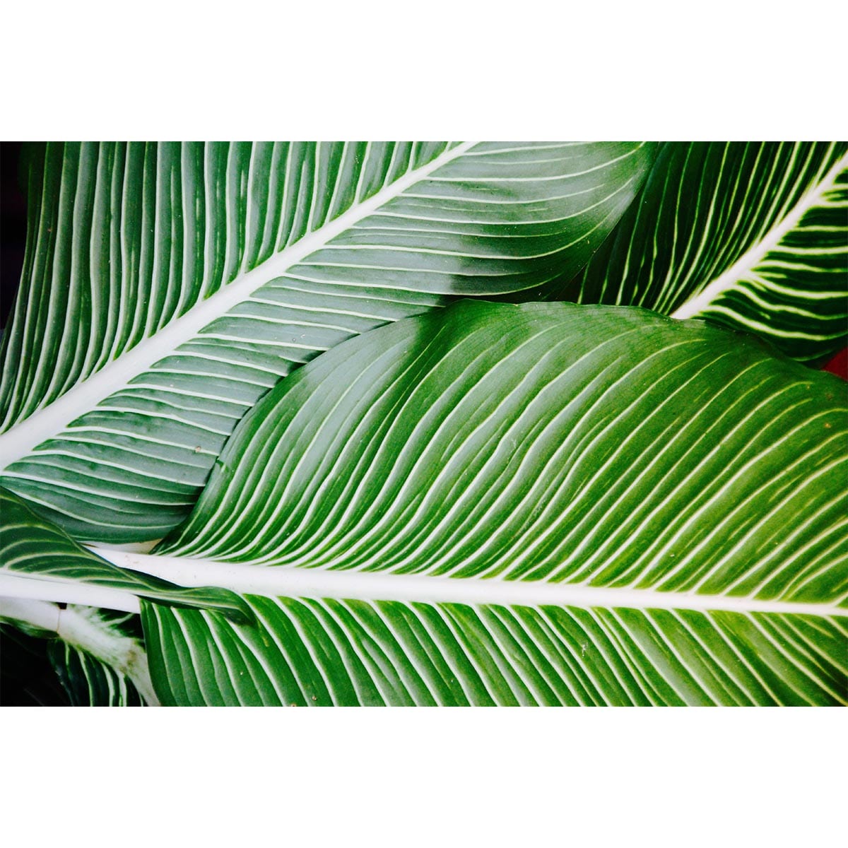 Fototapet Tropical Green