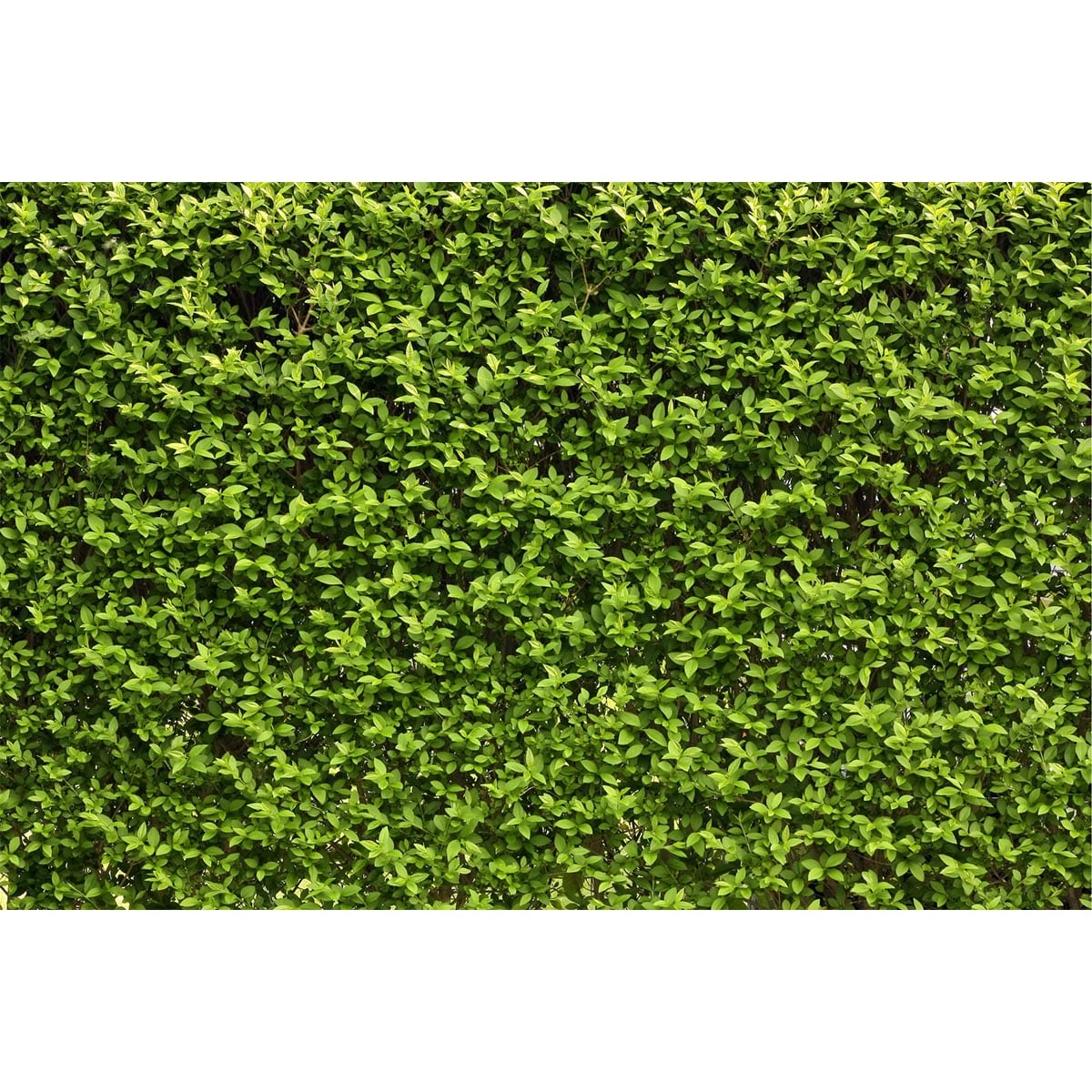 Fototapet Verde luminos 1