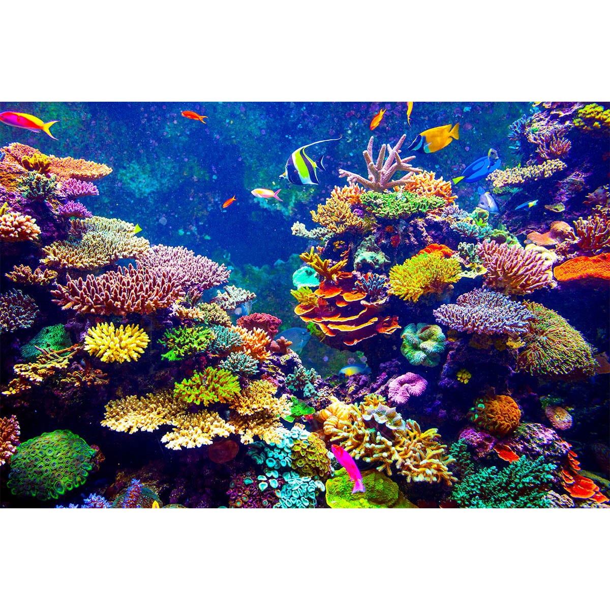 Fototapet podea Corali si pesti tropicali 1