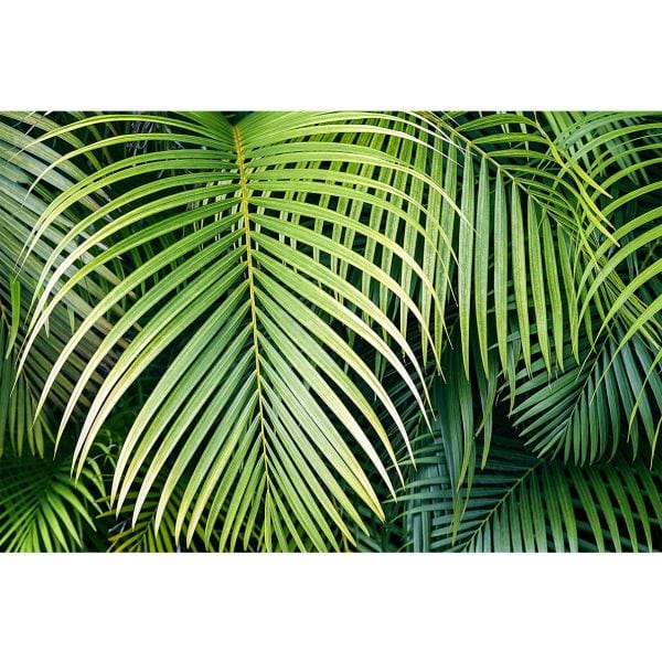 Fototapet Green Wonder