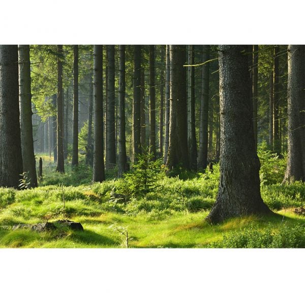 Fototapet Plimbare in natura